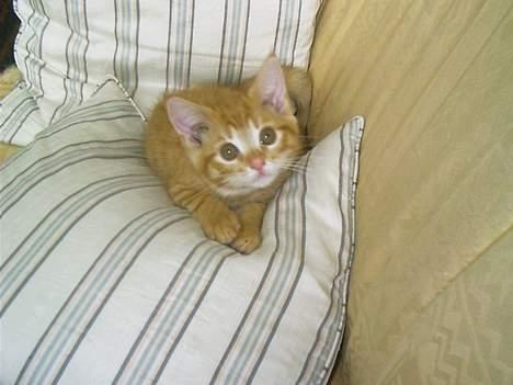 Blanding af racer Ginny billede 6