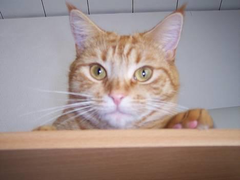 Blanding af racer Ginny billede 8