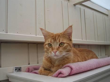 Blanding af racer Ginny billede 9