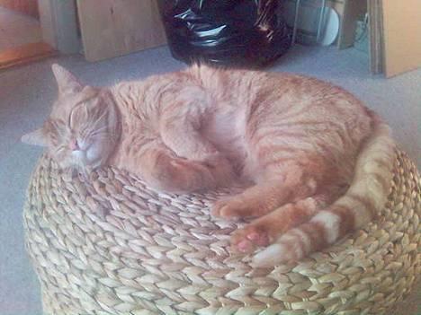 Blanding af racer Ginny billede 7