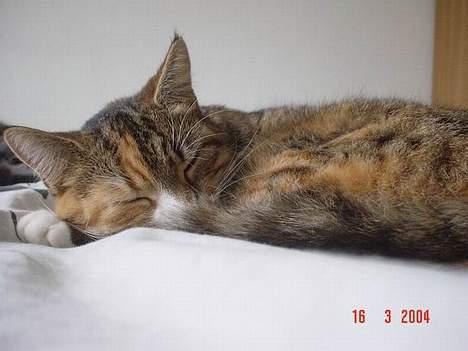 Blanding af racer Celine *solgt* - celine sover sødt... billede 1