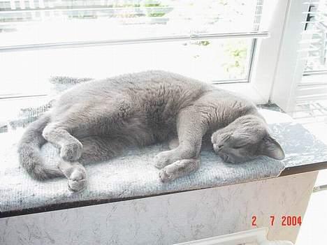 Blanding af racer Balloo *død* - dejligt at sove i solen... billede 2