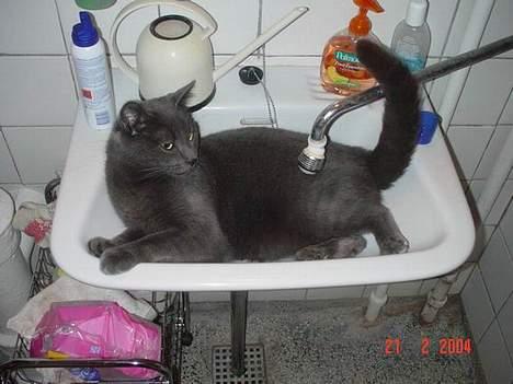 Blanding af racer Balloo *død* - skal jeg i bad nu? billede 3