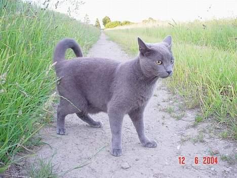 Blanding af racer Balloo *død* - skal vi lege? jeg stikker af om lidt.... fang mig! billede 4