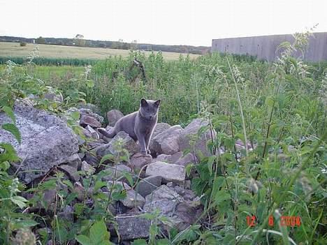 Blanding af racer Balloo *død* - kan man se mig? billede 5