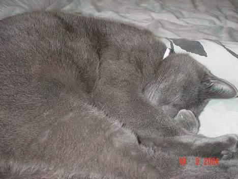 Blanding af racer Balloo *død* - *sover* billede 6