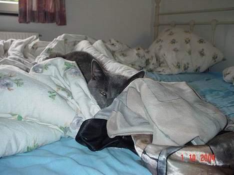 Blanding af racer Balloo *død* - jeg er bare såååå træt! billede 7