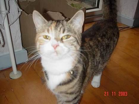 Blanding af racer Celine *solgt* - Celine er liiiidt stolt...! Missepige med stort P! billede 3