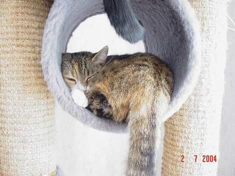 Blanding af racer Celine *solgt* - øv man bliver træt af at lege... billede 4