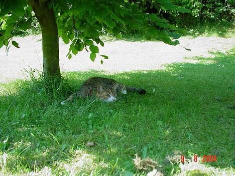 Blanding af racer Celine *solgt* - jeg fanger dig! billede 5