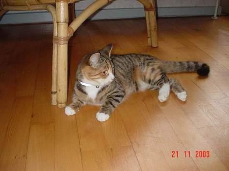 Blanding af racer Celine *solgt* - ser jeg ikke sød ud? billede 6