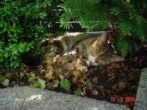 Blanding af racer Celine *solgt* - her er der ingen der kan se mig... så her kan jeg sove i fred! billede 7