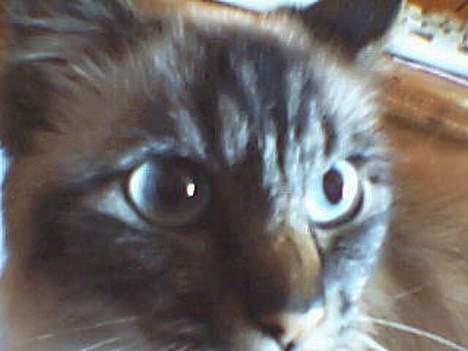 Hellig Birma Gizmo - Nærbillede af mig :D billede 1