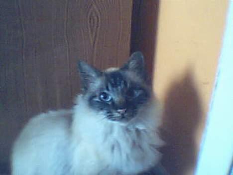 Hellig Birma Gizmo - heheh hej billede 2