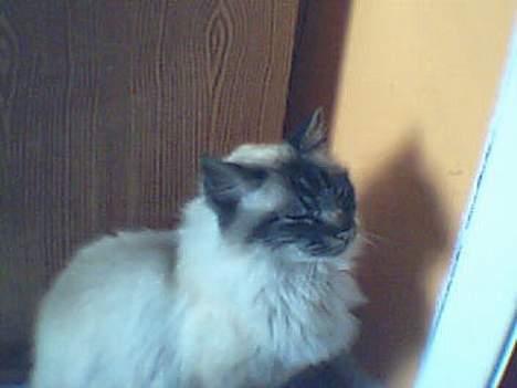 Hellig Birma Gizmo - Jeg lader bare som om jeg sover såå kan det være at de går igen :D billede 3