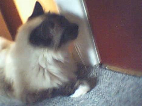 Hellig Birma Gizmo - Hay jeg kan høre nogle bag døren!!!! billede 4