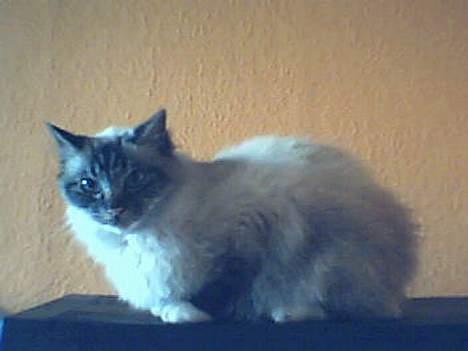 Hellig Birma Gizmo - Haløjsa der bliver taget billeder af mig. billede 5