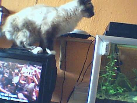 Hellig Birma Gizmo - Såå nu skal jeg bare hoppe op!!!! billede 6