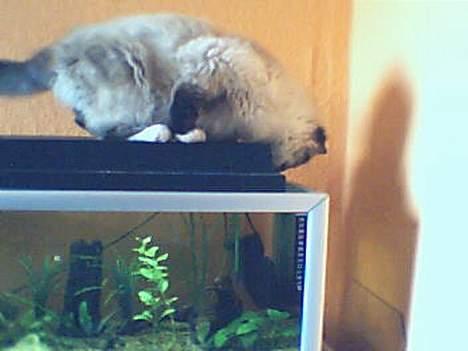 Hellig Birma Gizmo - Nøjjj det er nogle fine fisk ham René har :D billede 7