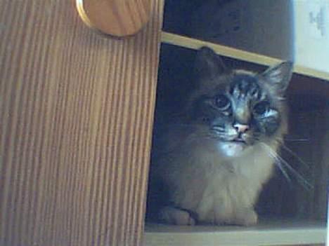 Hellig Birma Gizmo - Bøhh her sidder jeg og hygger mig :D billede 8