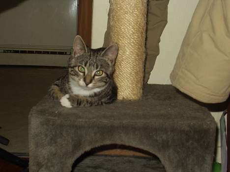 Blanding af racer Mik - Fanget i et stille, og sjældent, øjeblik billede 1