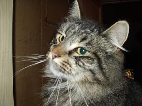 Blanding af racer Felix billede 9