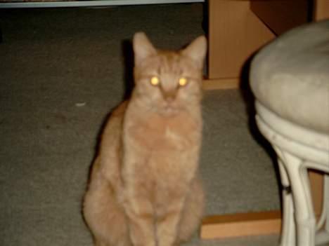 Blanding af racer Valde billede 5