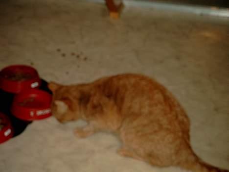 Blanding af racer Valde billede 6