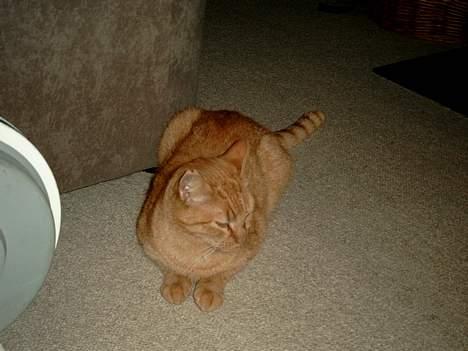 Blanding af racer Valde billede 7