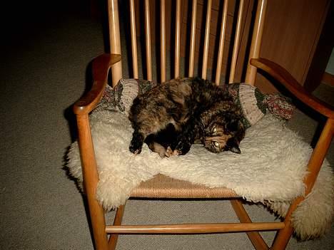 Blanding af racer Tilde billede 3