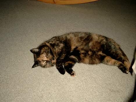 Blanding af racer Tilde billede 4