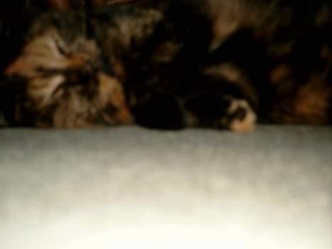 Blanding af racer Tilde billede 5