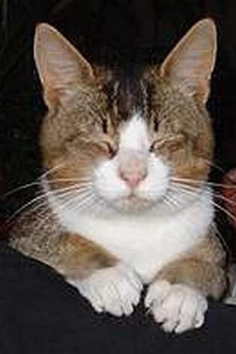 Huskat <3Prince Charming<3 DØD - Tark til Laura der levede dette fine billede :D billede 1