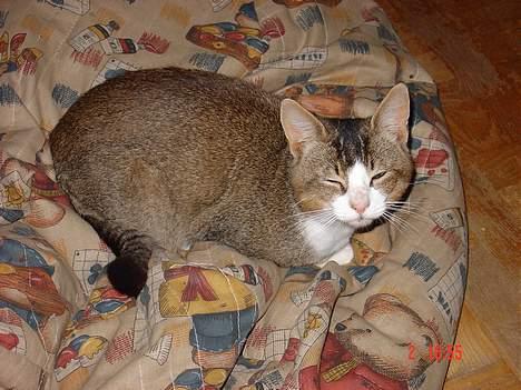 Huskat <3Prince Charming<3 DØD - Nu skal der hygges i min lillebrors sækkestol billede 2