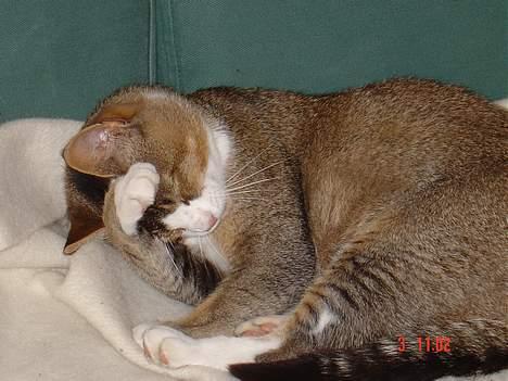 Huskat <3Prince Charming<3 DØD - Nej, jeg gider ikke og stå op billede 4