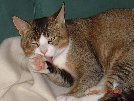 Huskat <3Prince Charming<3 DØD - Tid til et bad billede 5