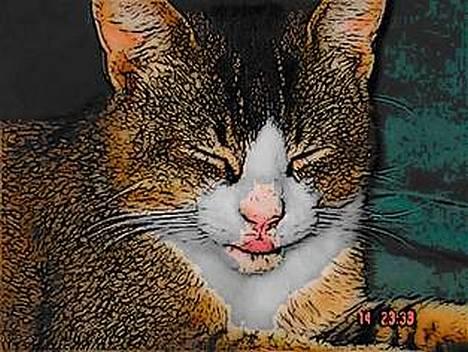 Huskat <3Prince Charming<3 DØD - Tiger Missen.. Tark til LAURA billede 6