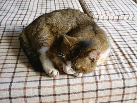 Huskat <3Prince Charming<3 DØD - MisR misR misR <"333 Uhhhh.. Skatti <"33333 billede 9