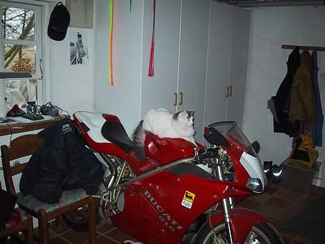 Blanding af racer Trunte - Trunte på min fars Ducati billede 7