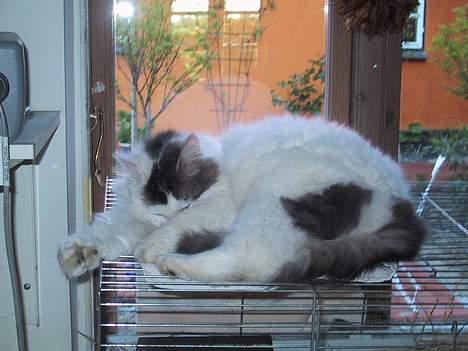 Blanding af racer Trunte - Trunte på hendes elskede plads, oven på marsvinets bur! billede 9