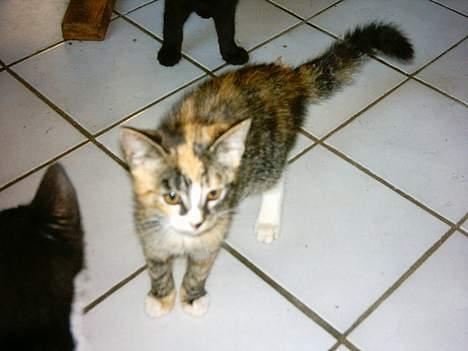 Huskat whisky  - hunden er lige gået forbi hende.... billede 1