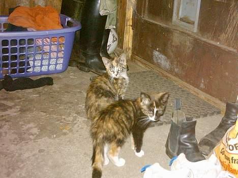 Huskat whisky  - whisky er den bagerste....og det er molly den foreste.. billede 2