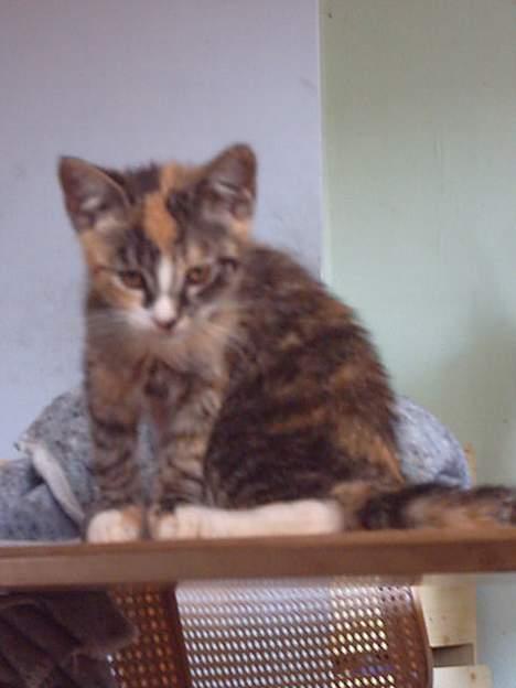 Huskat whisky  billede 3