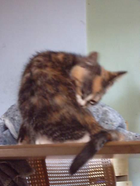 Huskat whisky  - skal jo vaskes, kan jo ikke se beskidt ud..hehe billede 4