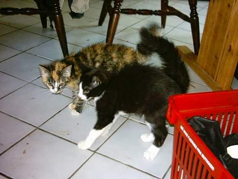 Huskat whisky  - whisky er den bagerste... og det er Mads den foreste og hunden er lige kommet for tæt på... billede 5