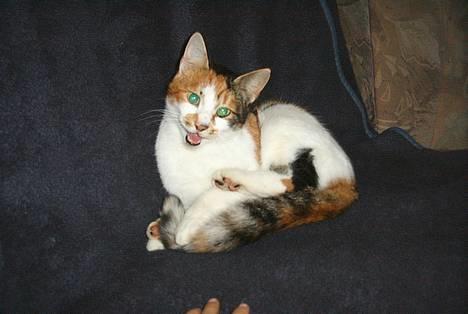 Blanding af racer Fifi *død* - smillllll billede 1