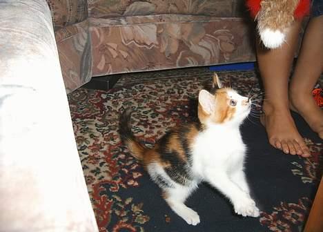 Blanding af racer Fifi *død* - legetid billede 2