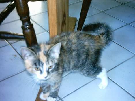 Huskat whisky  - godt hunden knold lige er gået kan ikke lide den....  billede 6