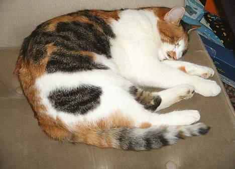 Blanding af racer Fifi *død* - ZZZZZ billede 3