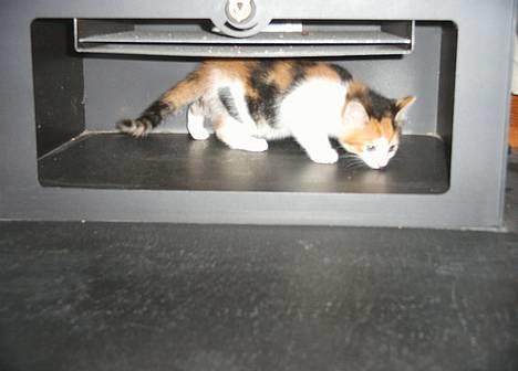 Blanding af racer Fifi *død* - undersøger brandeovnen billede 4